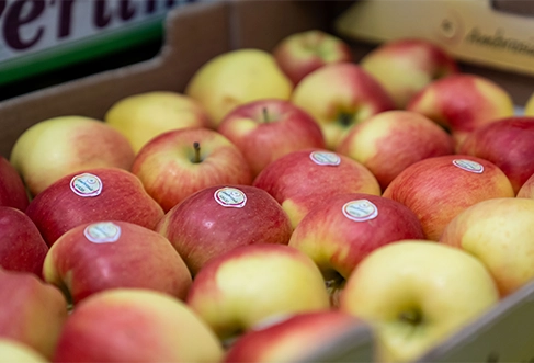 A tray full of red and yellow apples. (photo)