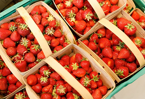 Multiple trays of strawberries. (photo)