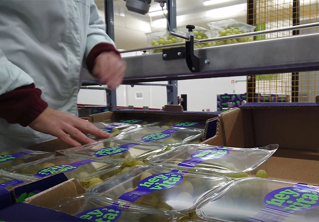 Grapes being packaged (photo)