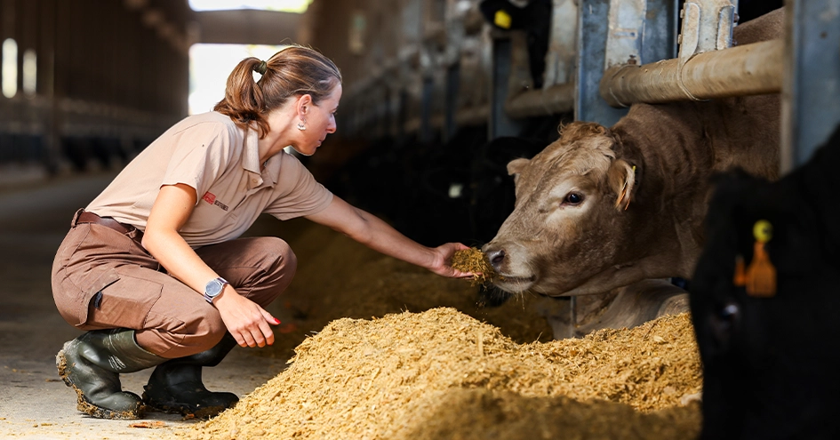 A woman kneeling and feeding a cow in a stable (photo)