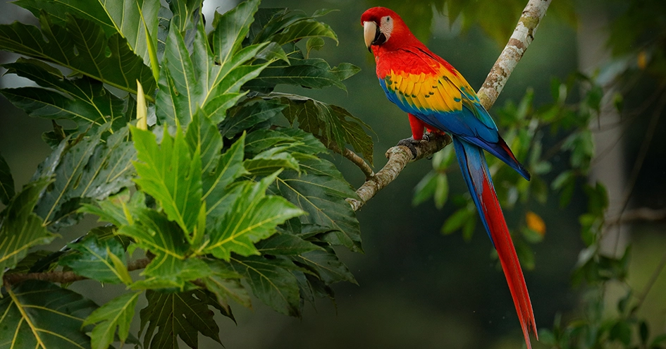 A colorful macaw sitting on a branch (photo)