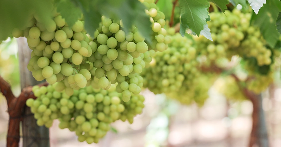 Close-up of grapes on vines (photo)