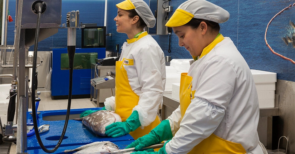 Two employees fileting fish (photo)