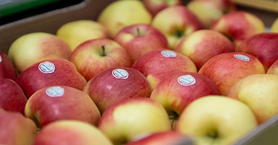 Close-up of apples in a crate (photo)