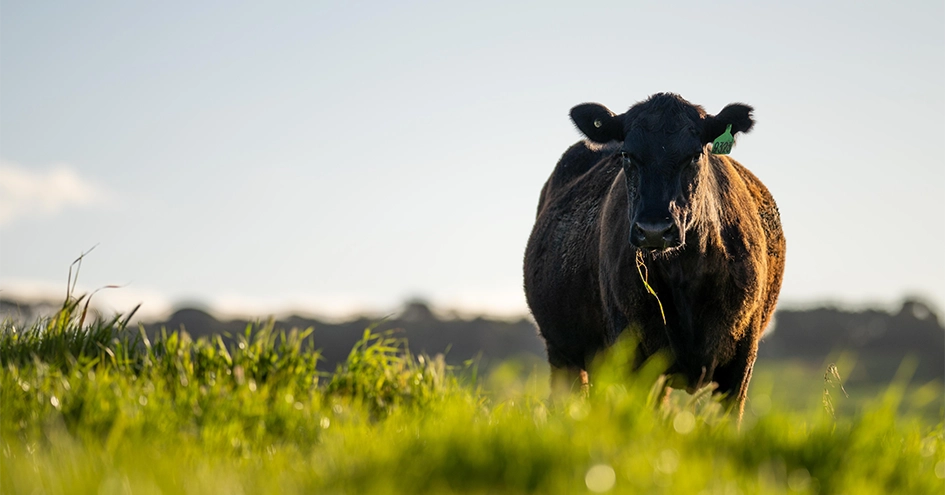 A cow standing in a field (photo)