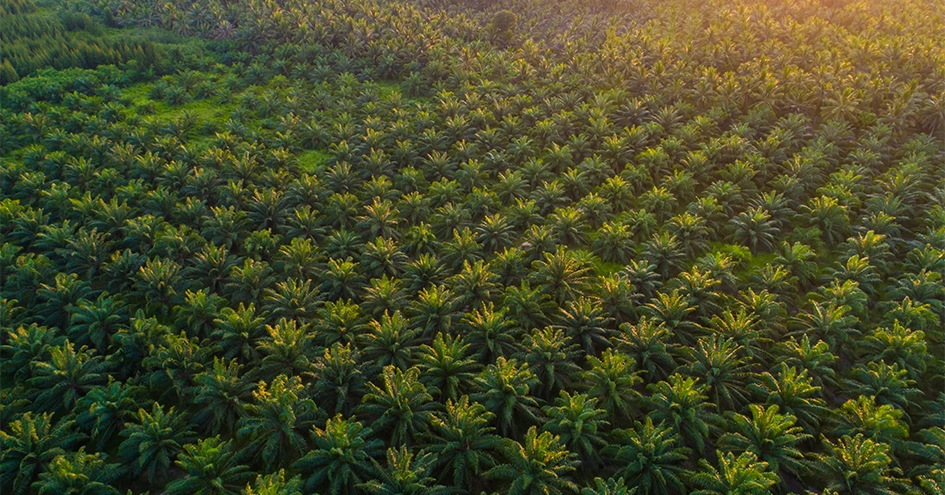 Aerial view of palms in straight lines (photo)