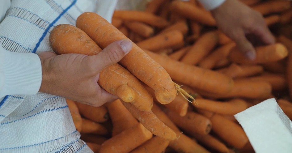 Close-up of a person selecting carrots out of a crate (photo)
