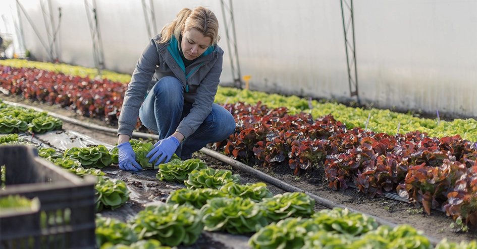 A farmer harvesting salad (photo)
