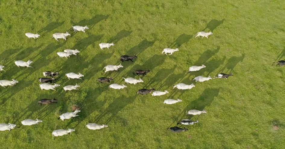 A herd of cows on a field photographed from above (photo)