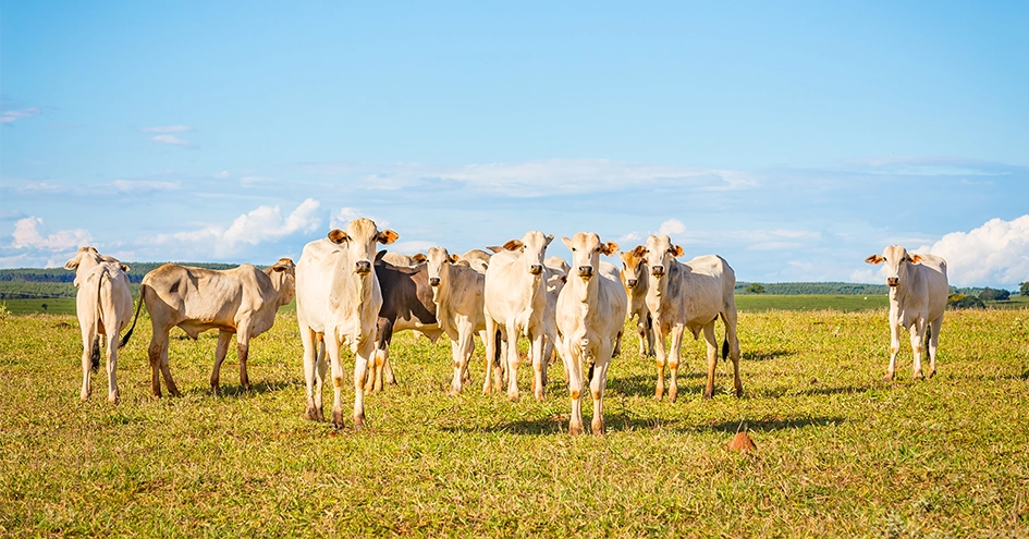 Cows standing in a fiels looking towards the camera (photo)