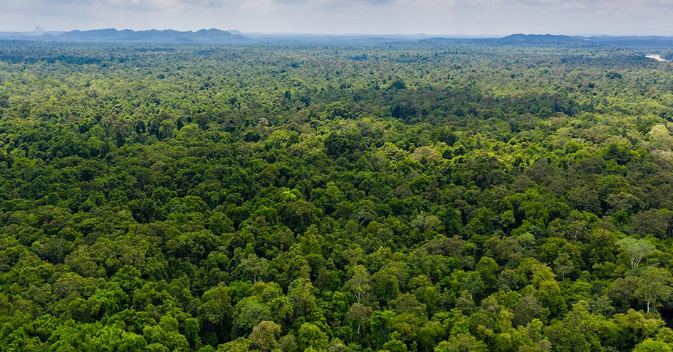 A large forrest photographed from above (photo)