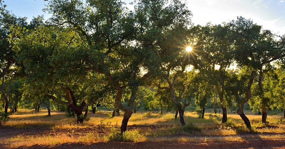 The sun shining through trees (photo)