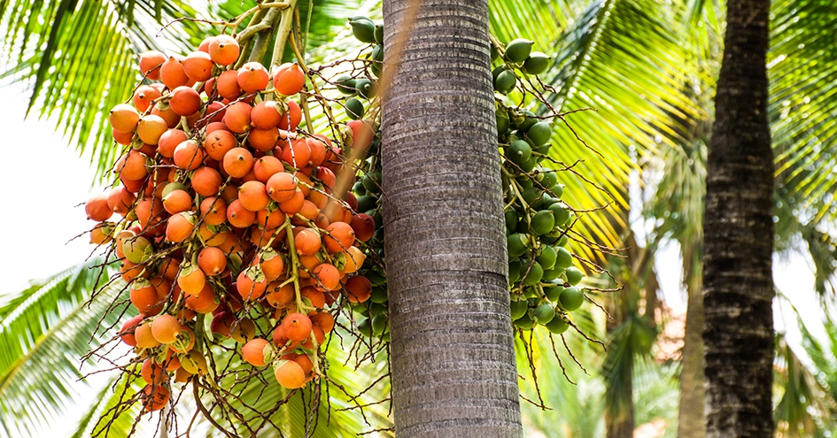 Close-up of the fruit on a palm tree (photo)