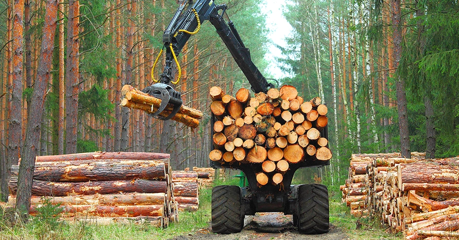 A truck loading timber in a forest photographed from behind (photo)