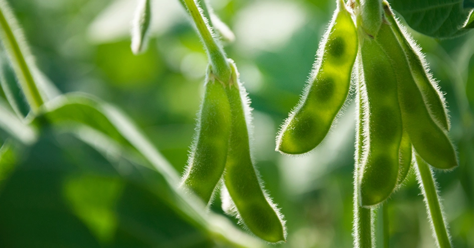Close-up of soy beans (photo)