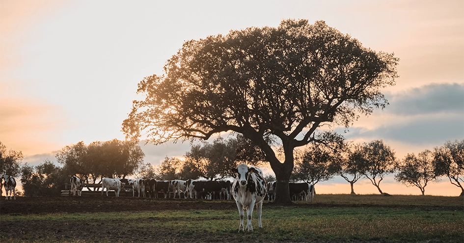Cows in a field with trees photographed against a sunset (photo)