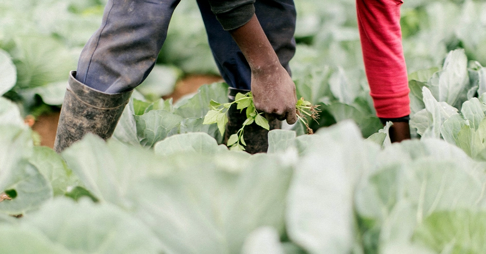 A farmer removing weeds by hand in a cabbage field (photo)