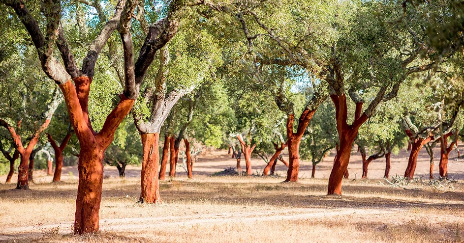 Cork trees in the sun (photo)