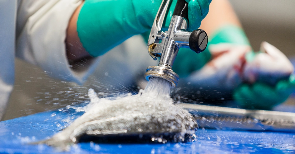 Close-up of a fish being cleaned (photo)