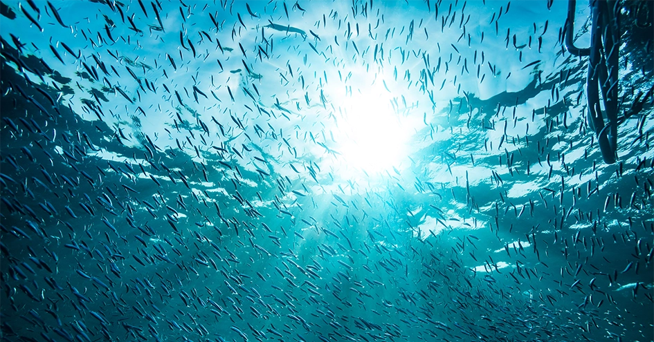 A school of fish photographed from below (photo)