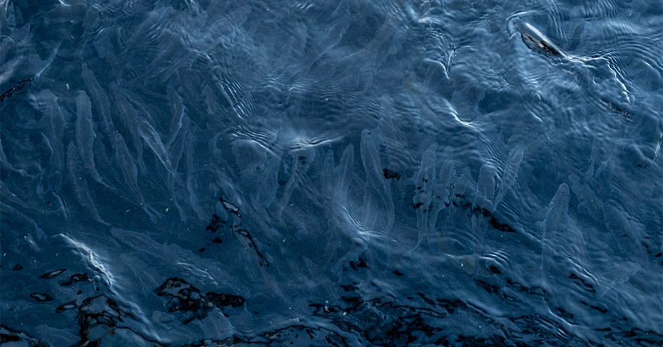 Aerial view of fish swimming just under the water surface and hardly visible (photo)