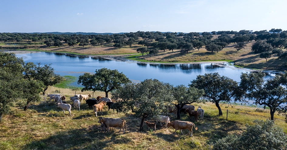 Green landscape with lake (photo)