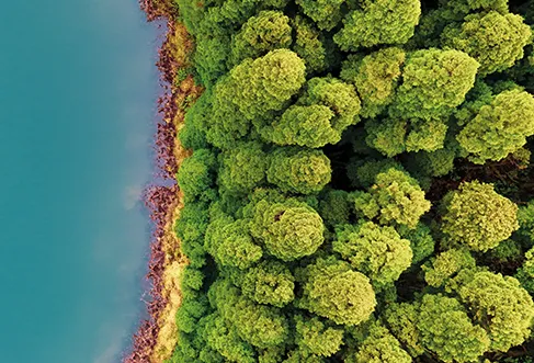 A dense forest right next to a blue lake (photo)
