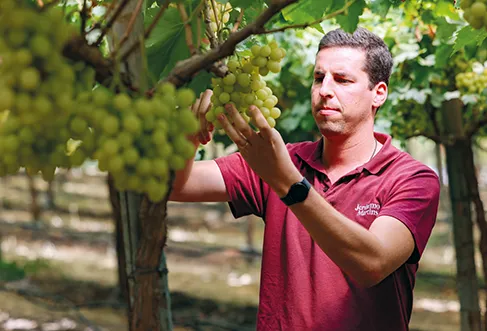 Man checking on some grapes in a vineyard (photo)