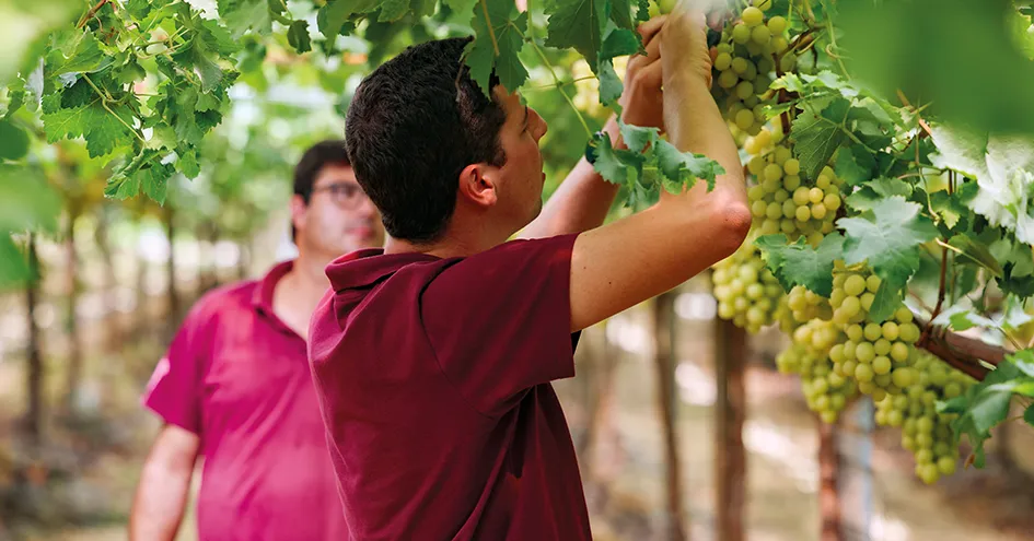 Homem checking on some grapes in a vineyard (photo)
