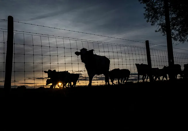 Cows running along a fence at dusk (photo)