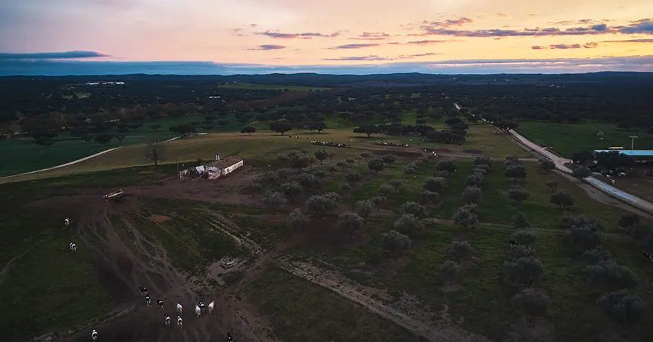 View over a landscape after sunset including a farm with cattle in the bottom right, a road on the right hand side and trees scattered about. (photo)