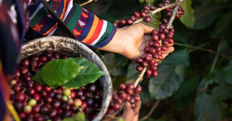 A woman with a basket harvesting coffee cherries from a tree (photo)