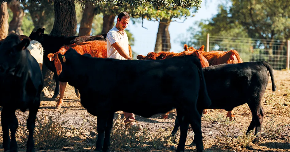 A farmer handling his cattle outside. It is sunny and the cattle are in the shade under some trees (photo)