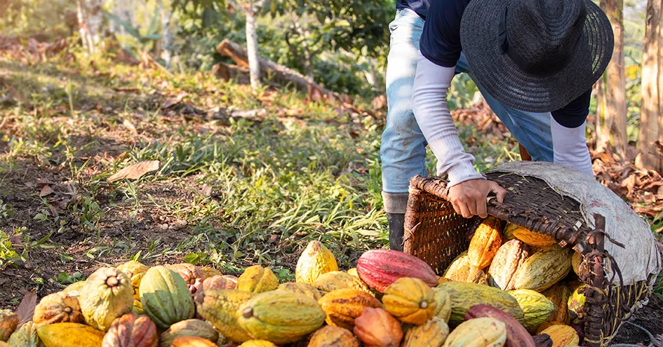 A farmer emptying a basket with cocoa pods in a field (photo)