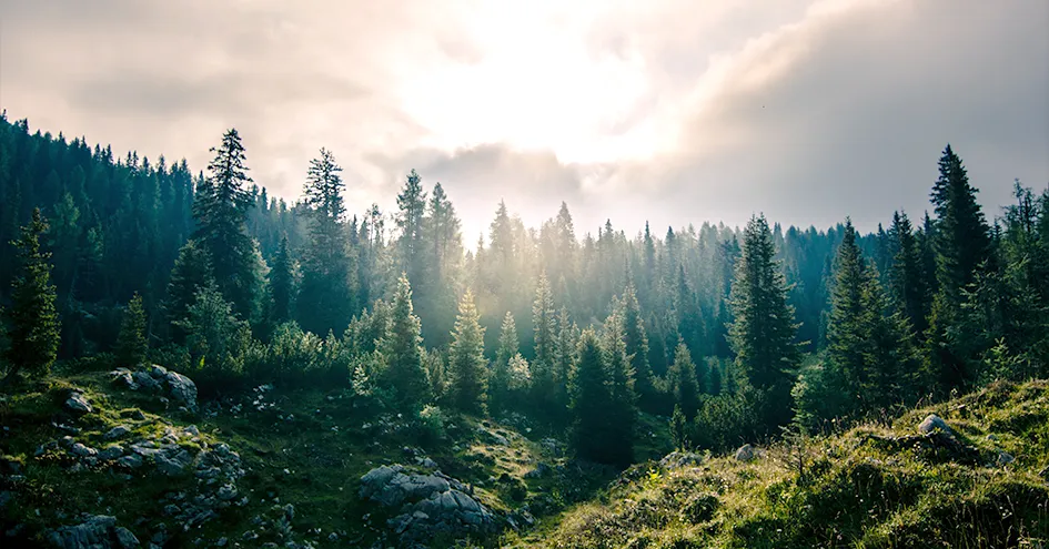 A forest with the sun shining through some clouds (photo)