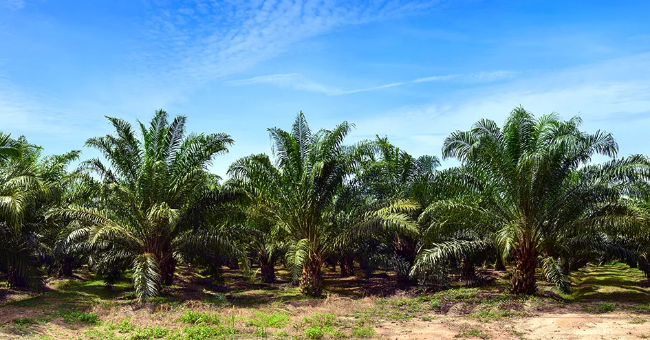 A palm plantation on a sunny day (photo)