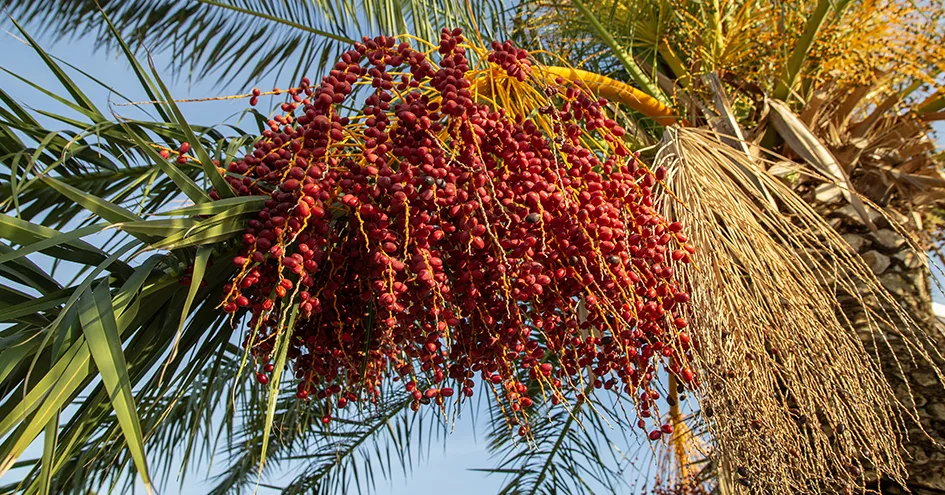 A fresh fruit bunch growing on a palm (photo)