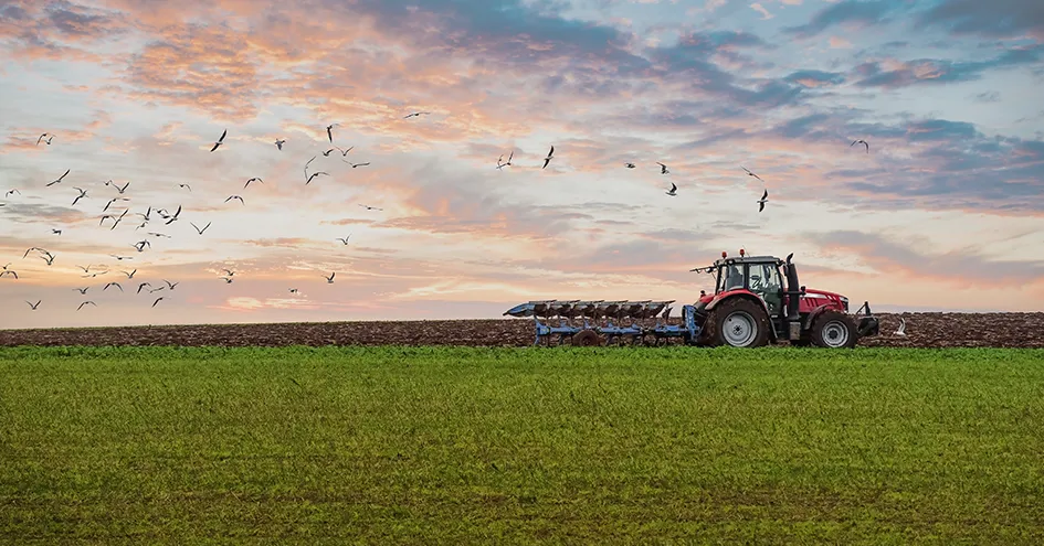 A tractor digging up a field during sunset or sunrise with a flock of birds flying overhead (photo)