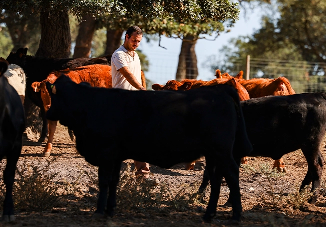 Vacas num pasto rodeado de árvores (foto)