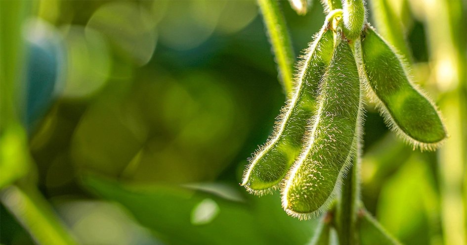 Plano fechado de um grão de soja na planta (foto)