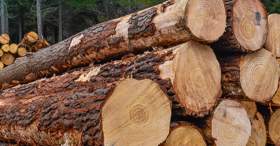 Grande plano de troncos cortados (foto)