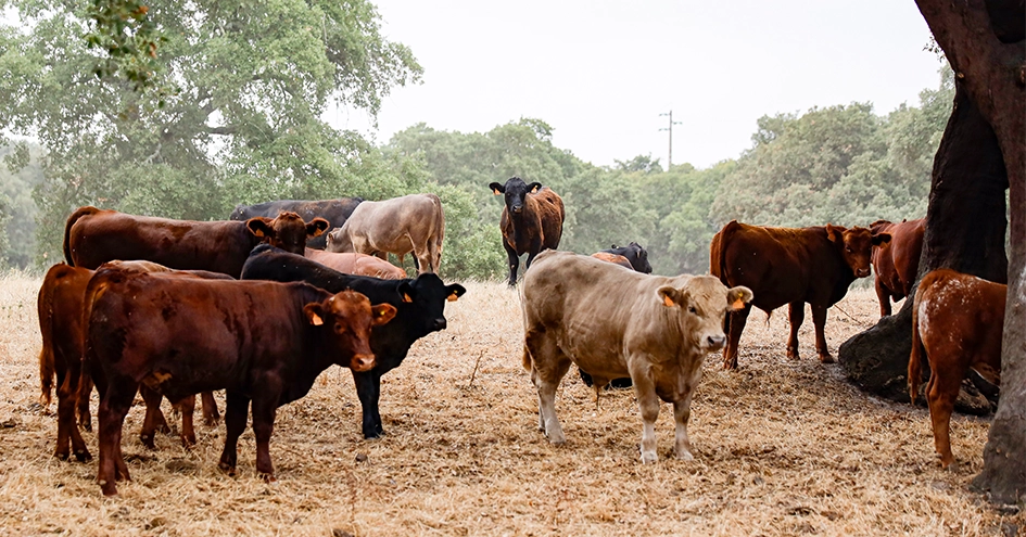 Vacas na relva com árvores ao fundo (foto)