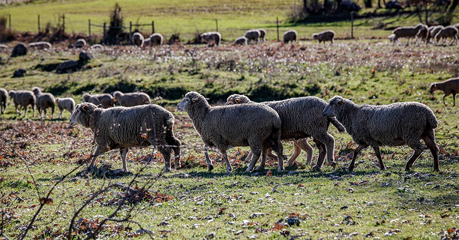 Ovelhas num campo (foto)