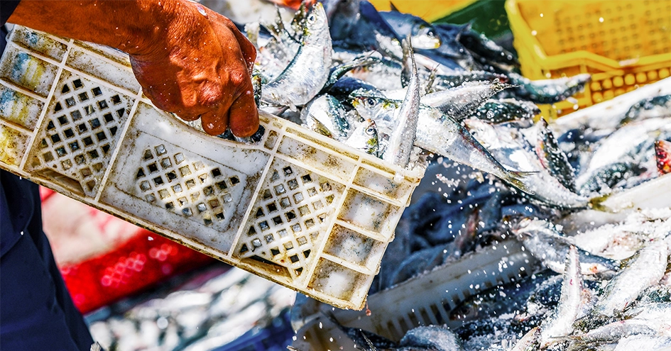 Plano fechado de um colaborador a passar peixe acabado de pescar para uma caixa maior (foto)