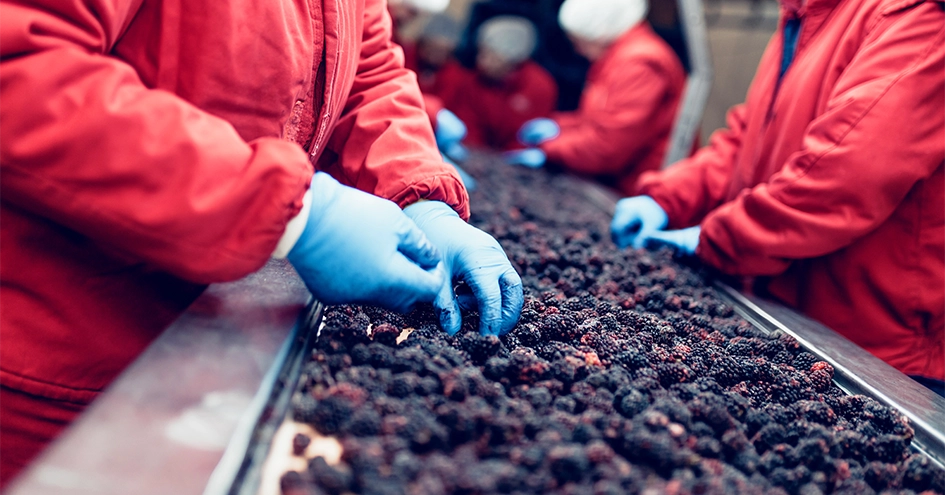 Plano fechado de colaboradores a verificar amoras num tapete rolante (foto)