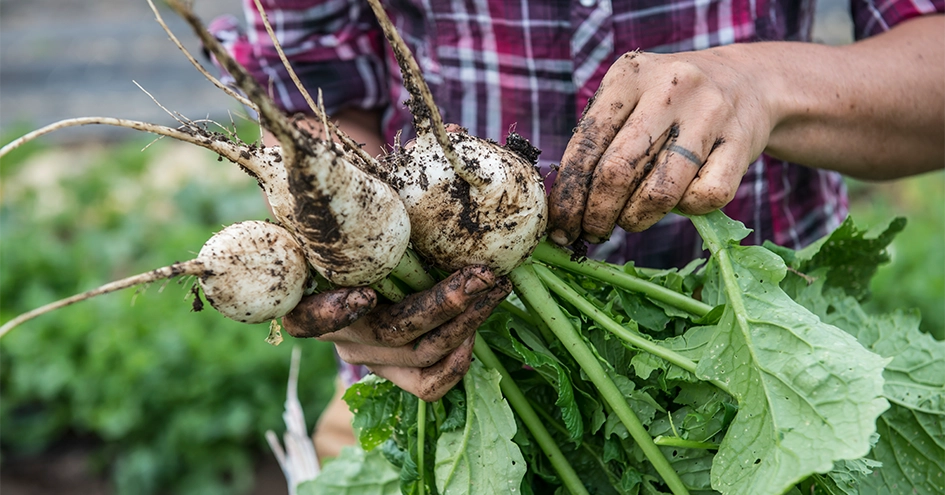 Um agricultor a segurar rabanetes acabados de colher do solo (foto)
