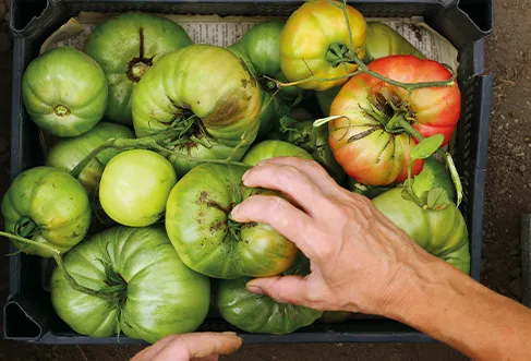 Uma mão a retirar um tomate grande de uma caixa de fruta cheia de tomates verdes (foto)