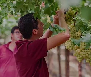 Homem a verificar uvas numa vinha