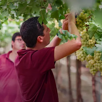 Homem a verificar uvas numa vinha
