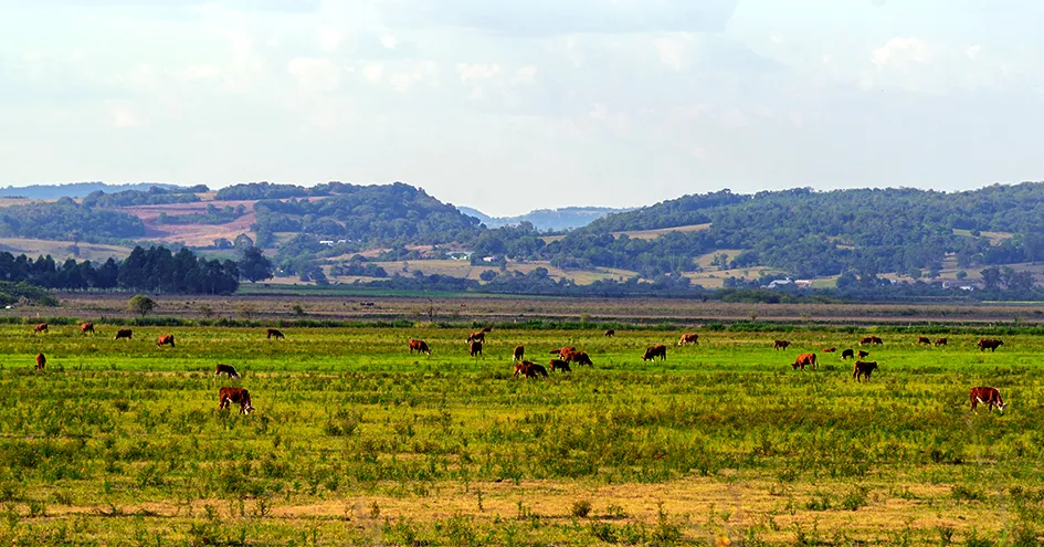 Vacas a pastar numa vasta paisagem com algumas colinas ao fundo (foto)